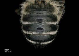   Megachile addendanbsp; male abdomen, photo: Colleen Meidt 
